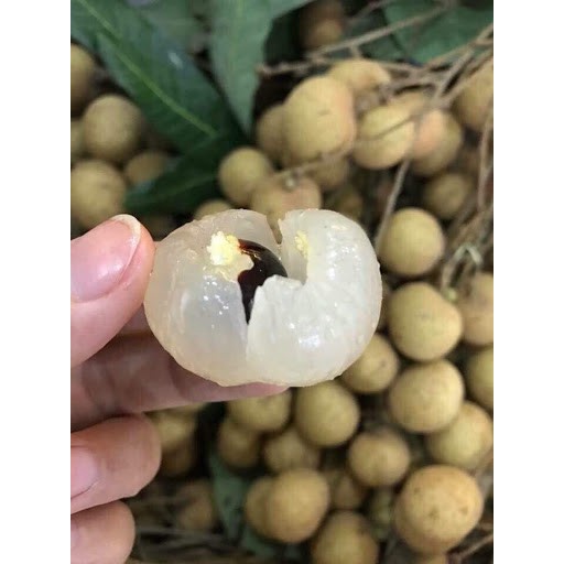 Cây Nhãn Lồng Hưng Yên
