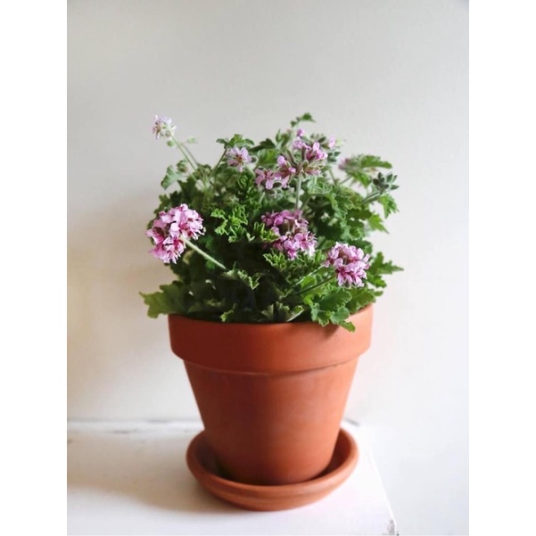 Phong lữ hương hoa hồng siêu to/ scented Pelargonium attar of roses