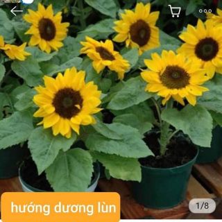 Chỉ 15k 1 gói