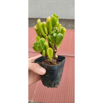 Sen đá ống điếu cổ thụ