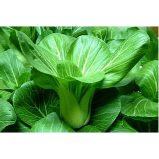 Hạt giống cải chíp xanh