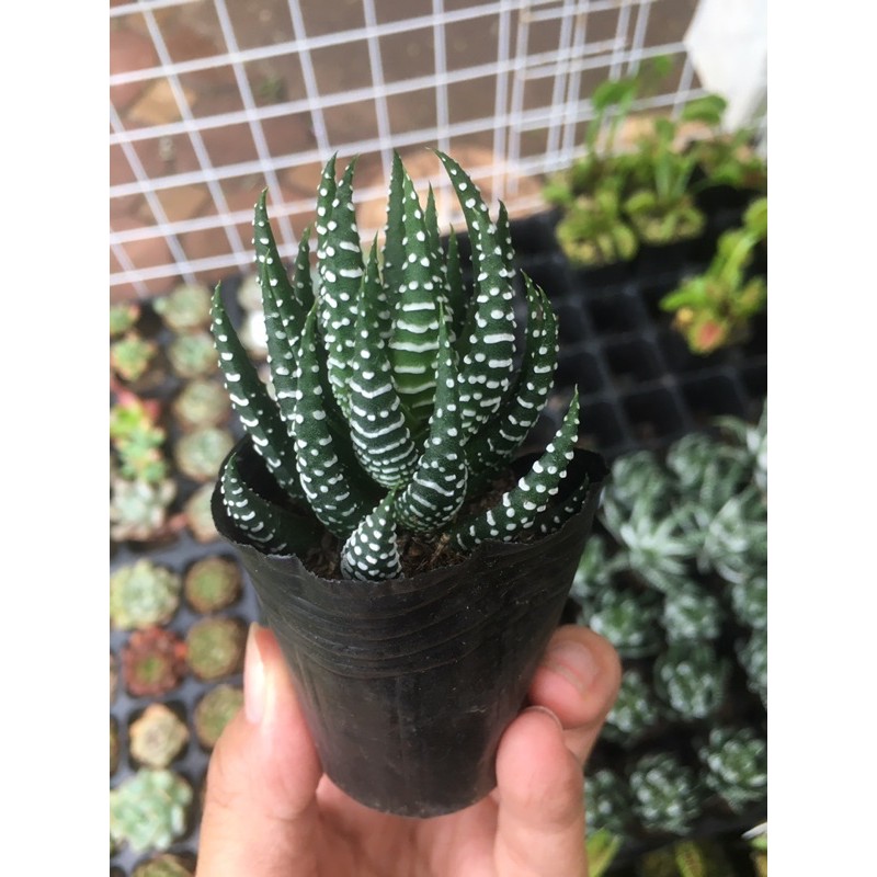 Sen đá móng rồng – loại cây mang sứ mệnh che chở và bảo vệ