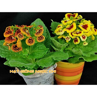 Hạt Giống Hoa Huyền Sâm - 5 Hạt