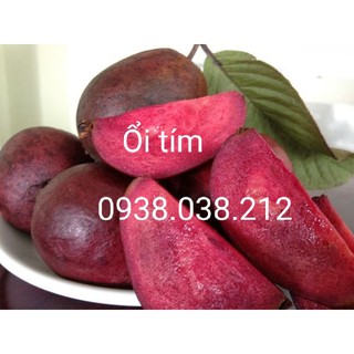Cây giống ổi tím