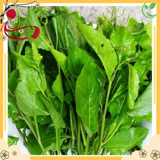[Rẻ Vô Địch] Cây Cải Trời Khô 🍀Trị Bướu Cổ🍀 500g NK001