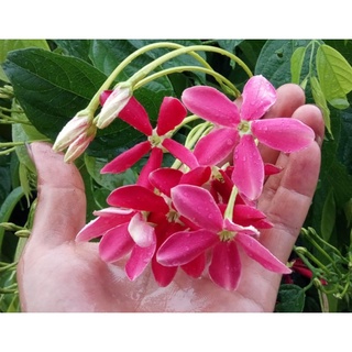 Cây giống hoa sử quân tử cánh đơn cổ