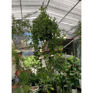 Cây hạt dưa treo