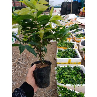 cây giống nho thân gỗ 12 vụ