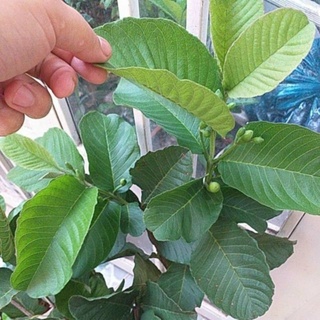 Chậu Cây ỔI RUBY RUỘT ĐỎ cao 80-100cm.