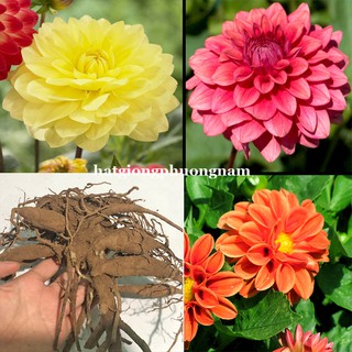 COMBO 3 CỦ GIỐNG HOA THƯỢC DƯỢC KÉP CAO