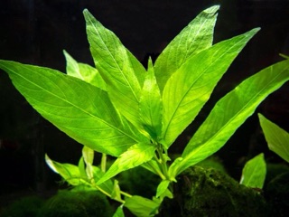 ĐẠI LIỄU  7 CÂY KHÔNG CẦN CO2