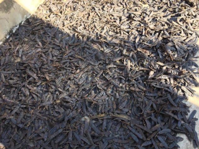 500g bồ kết rừng