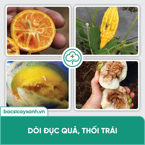 Chế phẩm BS23 Ruva diệt ruồi vàng Xua đuổi mối kiến sên nhớt hại trái an toàn sức cho khoẻ 250ml NSX Bacsicayxanh