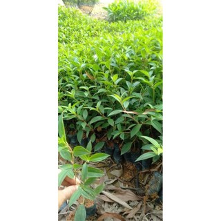 com bo 10 Mua thái cây giống