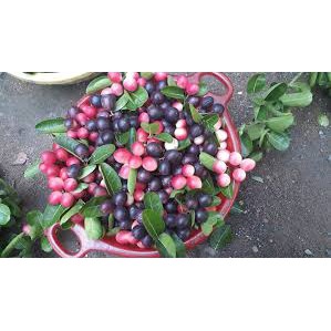 100 Hạt giống cây siro