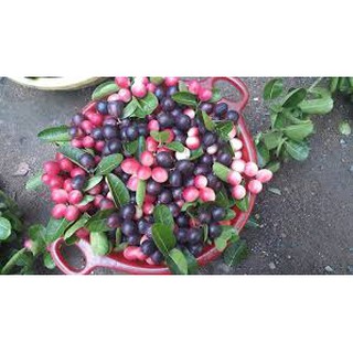 100 Hạt giống cây siro