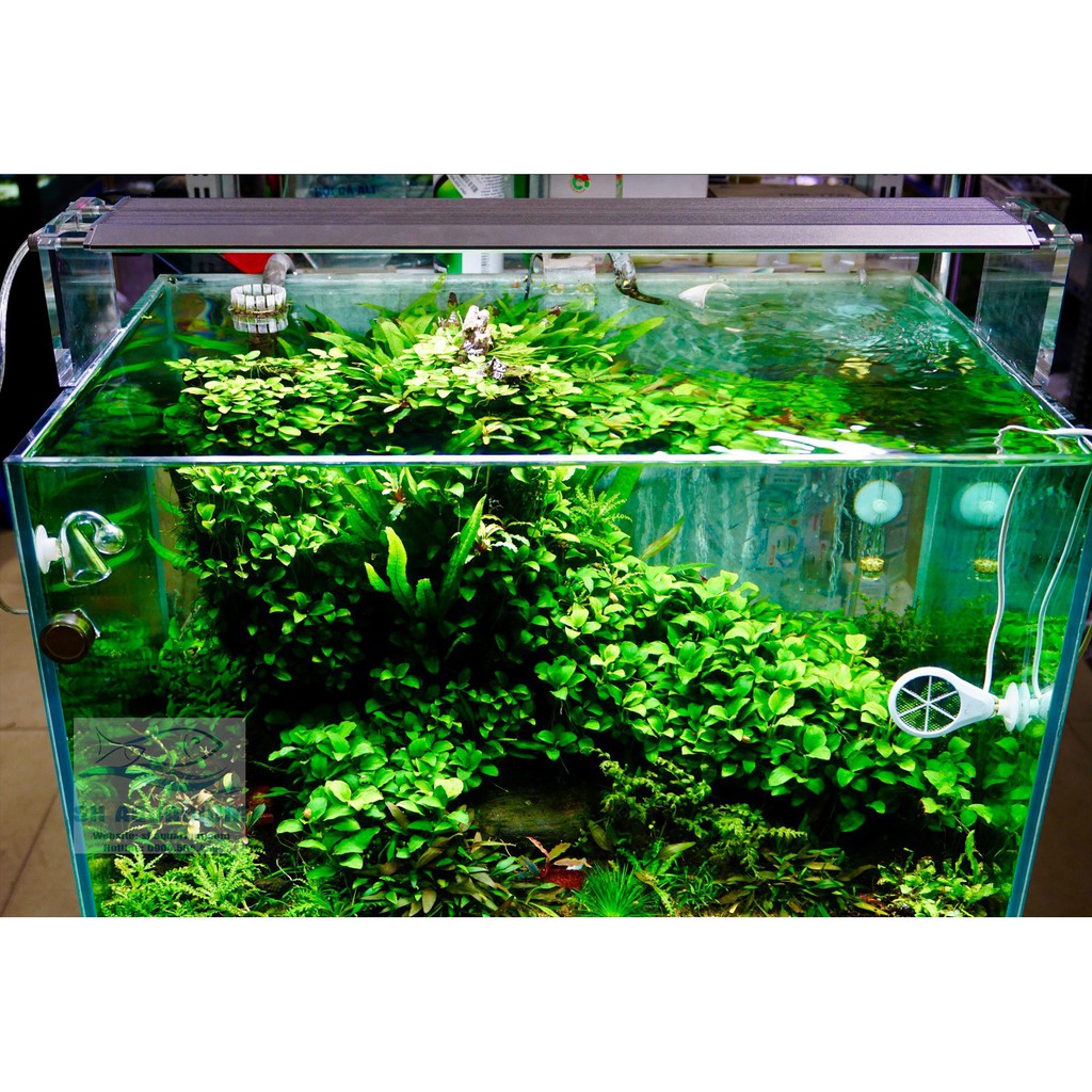 ĐÈN WEEK AQUA M900 PRO