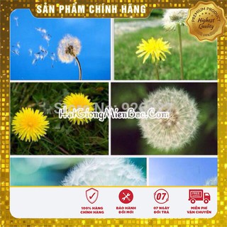 Hạt Giống Bồ Công Anh( 50 hạt)