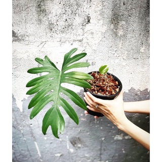 Trầu bà | Philodendron Mayoi