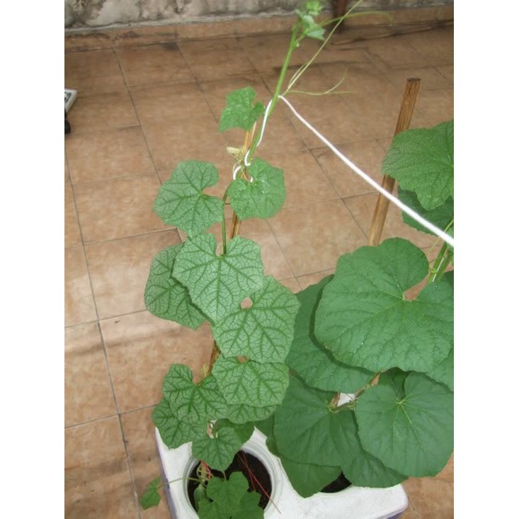 Cây Giống Mướp Hương Lai