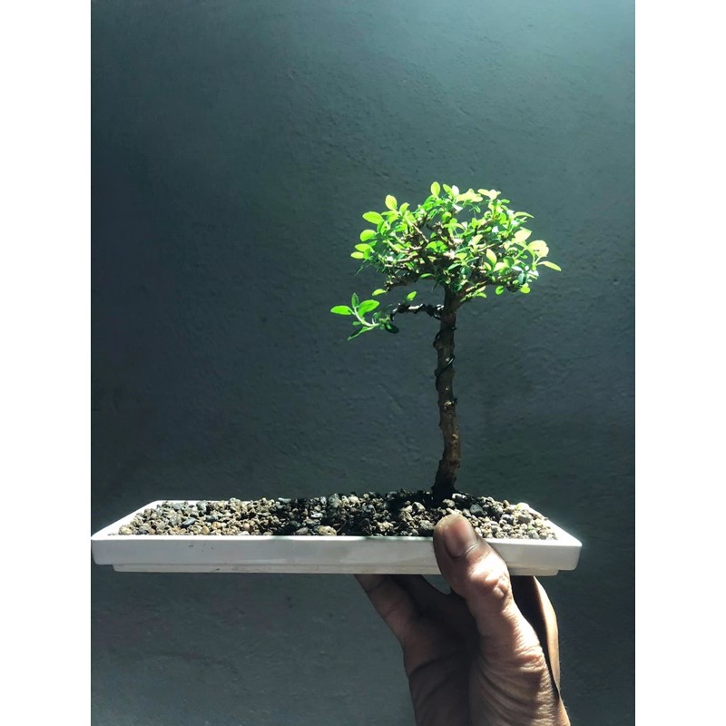 SAM HƯƠNG bonsai mini. set tiểu cảnh bán cạn, lên chậu mini.