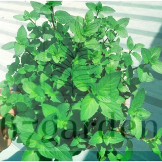 [SALECHAOHANG] Chậu Chocomint/ Bạc Hà Socola thơm mùi singum