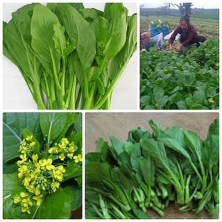 Bán COMBO 3 gói hạt giống cải ngồng mập TẶNG 1 phân bón hàng chuẩn