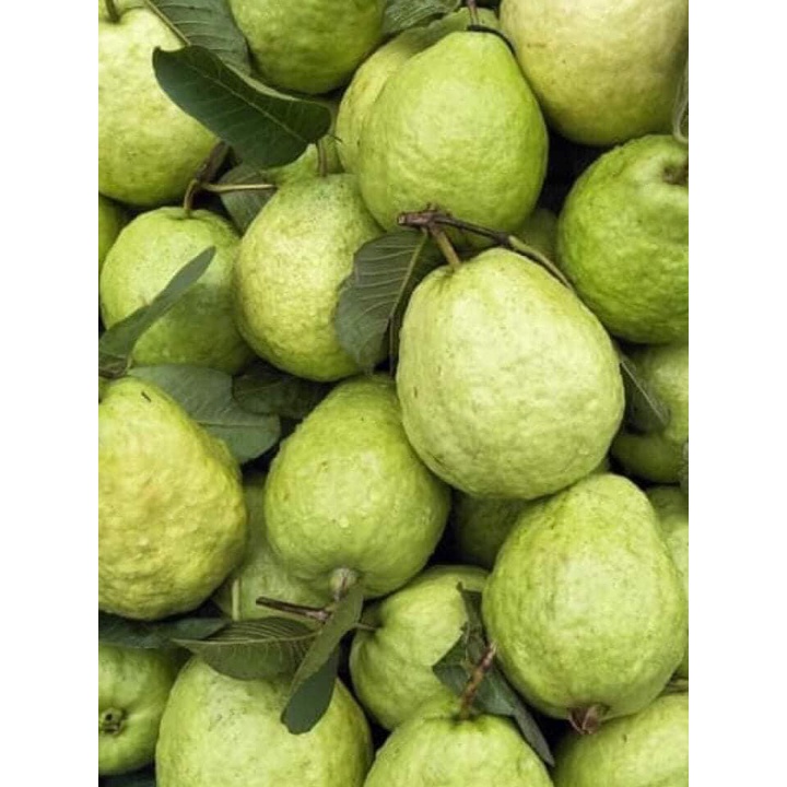 Ổi Thanh Hà Giòn, Ngọt giao siêu tốc Hà Nội