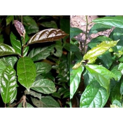 CÂY XẠ ĐEN HÒA BÌNH( MUA 10 CÂY TẶNG 1 CÂY)