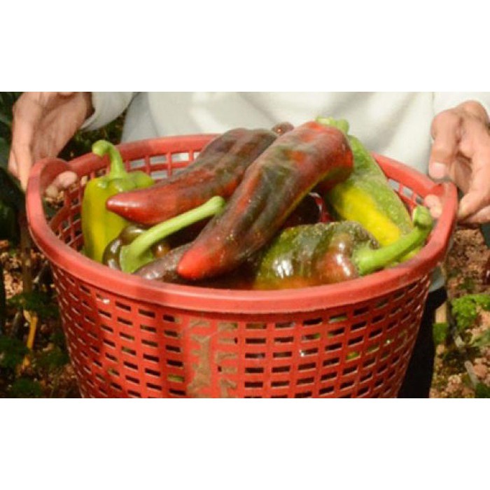 Gói 30 hạt giống ớt sừng bò - ỚT BÒ NGỌT - ỚT SỪNG NGỌT MIX  giá sỉ