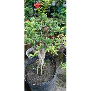 Sam Hương Bonsai
