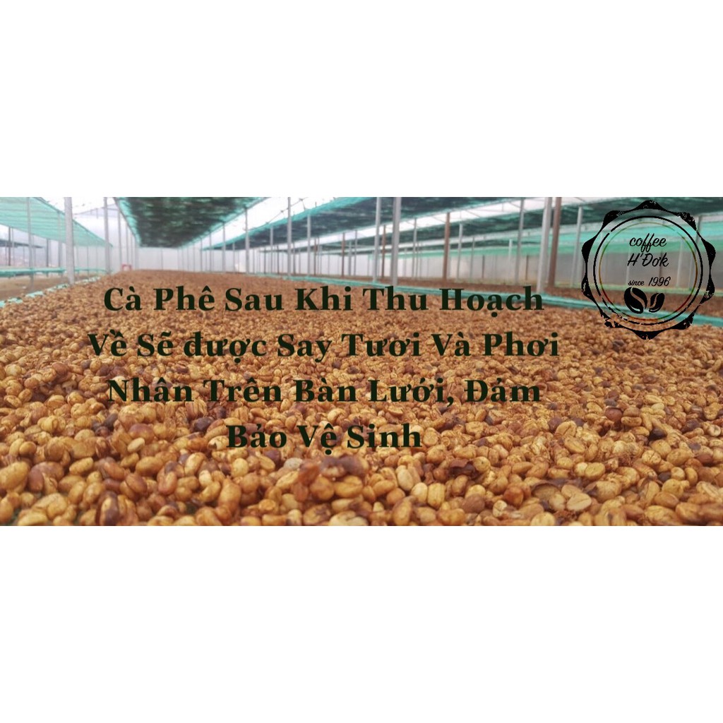 Cà Phê ROBUSTA DakLak Rang Mộc Nguyên Chất 100%, Không Tạp Chất, Thơm Ngon, Kích Thích Sáng Tạo Gói 100g và Gói 50g | BigBuy360 - bigbuy360.vn