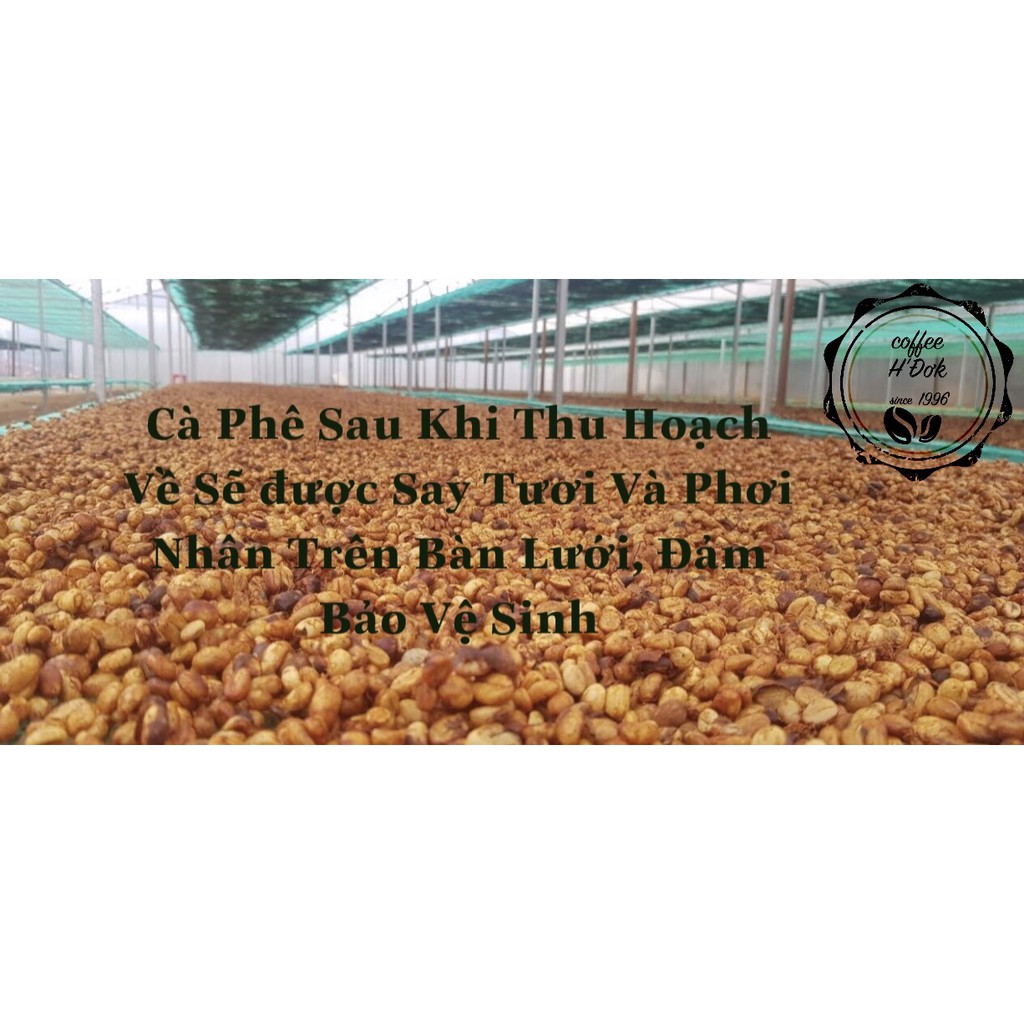 Cà Phê ROBUSTA DakLak Rang Mộc Nguyên Chất 100%, Không Tạp Chất, Thơm Ngon, Kích Thích Sáng Tạo Gói 100g và Gói 50g