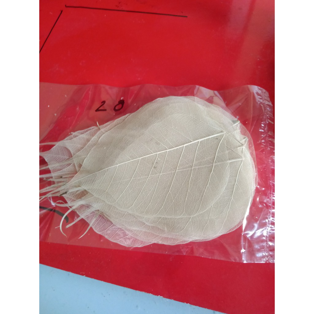 Set 10 xương lá bồ đề tự nhiên size vừa điện thoại