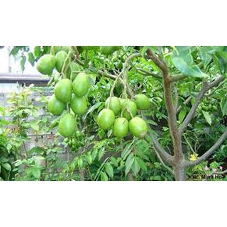 CÂY CÓC BAO TỬ THÁI LÙN