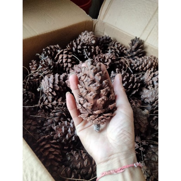 1kg quả thông khô trang trí