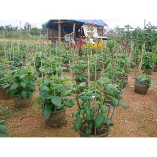 30H - HẠT GIỐNG HOA THƯỢC DƯỢC