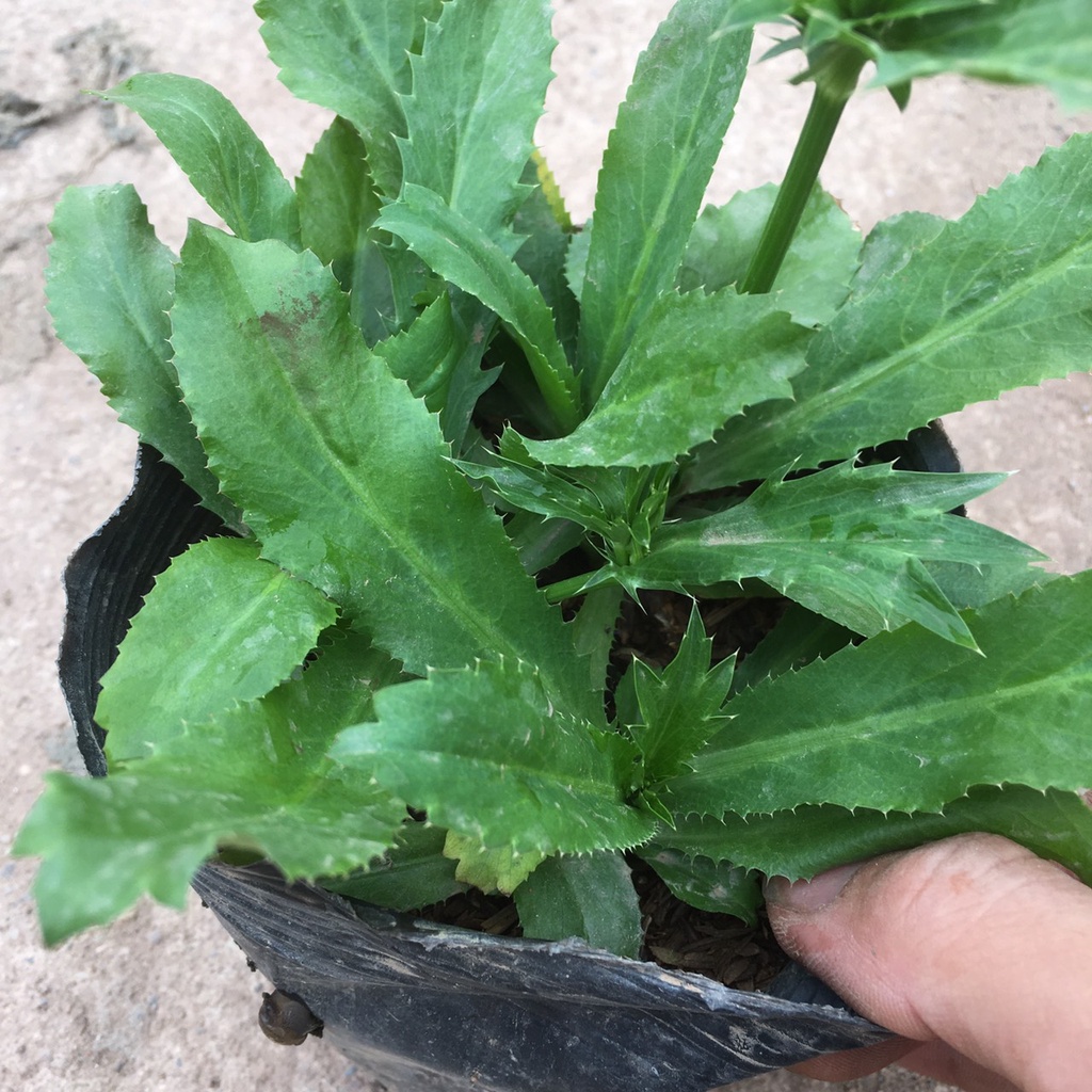 Cây Rau Mùi Tàu  Trồng Sẵn Bầu Đen