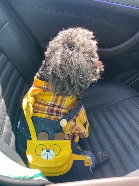 Combo quần áo cho chó mèo áo sơ mi caro vàng  ( tặng kèm túi đeo chéo da)