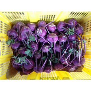 Hạt Giống Su Hào Tím