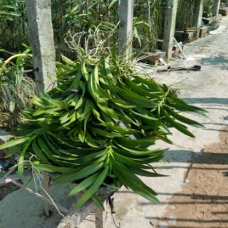 combo 2 mokara giống màu trắng
