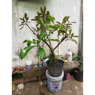 lộc vừng đỏ