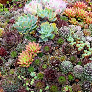 Hạt giống sen đá mix màu 1 gói 200 hạt