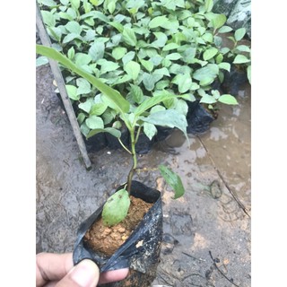 Cây vả mật