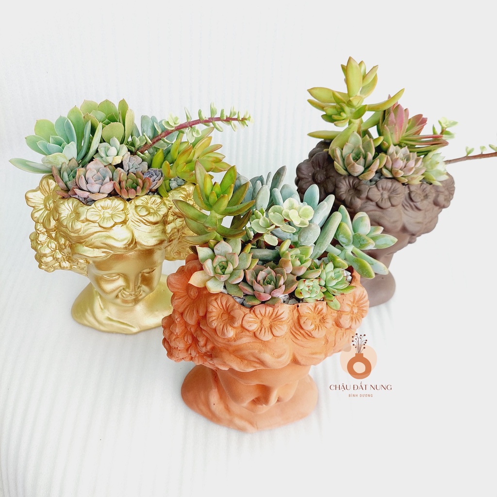 Chậu đất nung, Chậu sen đá - Quý bà Rosa, đường kính miệng 11cm, chiều cao 19cm