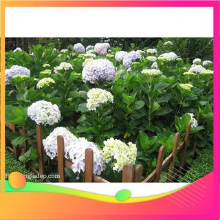 Hạt giống hoa cẩm tú cầu mix - 5 hạt vietgar