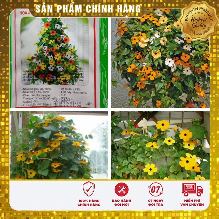 Hạt Giống Hoa Ánh Dương Mắt nhung Nhiều màu ( dây leo)