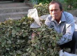 500g chè vối khô quê