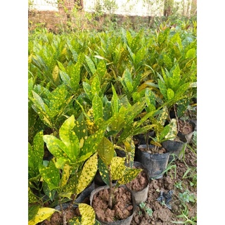 cây vàng chanh ( cây cô tòng )