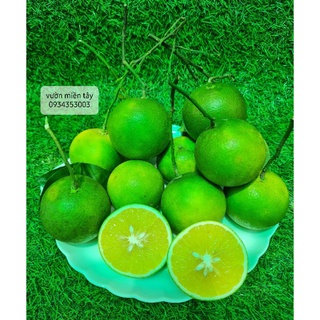 Cam xoàn miền tây